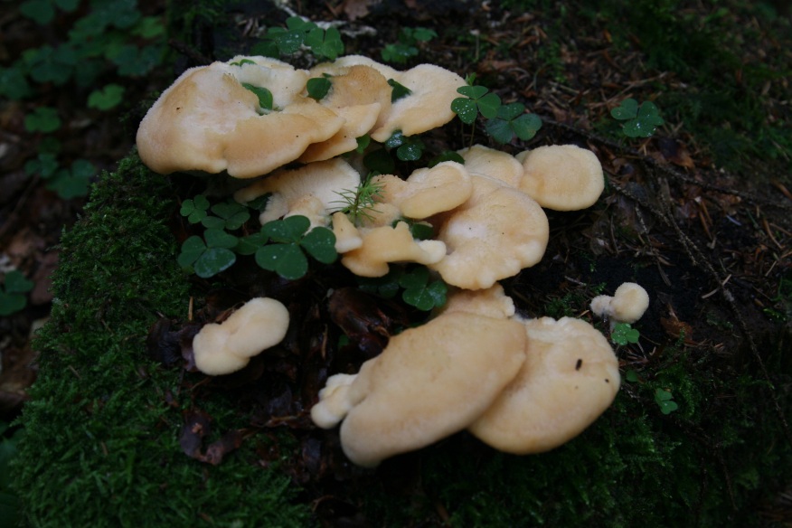 fungo su ceppo, dalla foresta nera